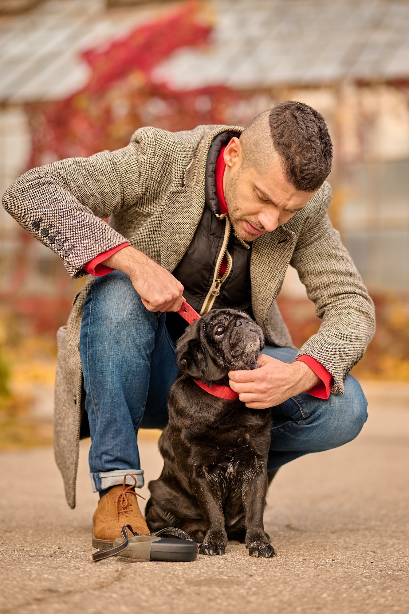 A pet owner putting a dog-collar on his pets neck