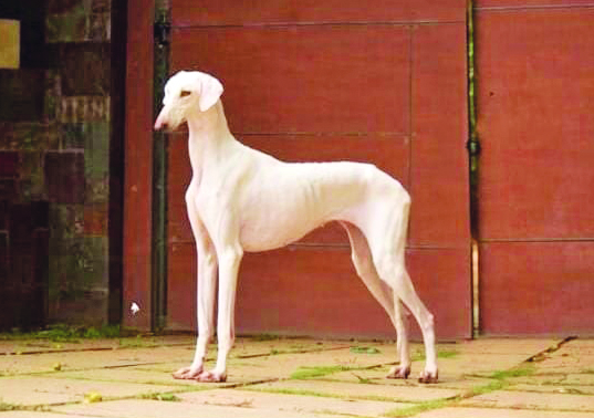 02 mudhol hound