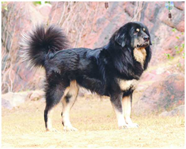 11 himalayan sheepdog
