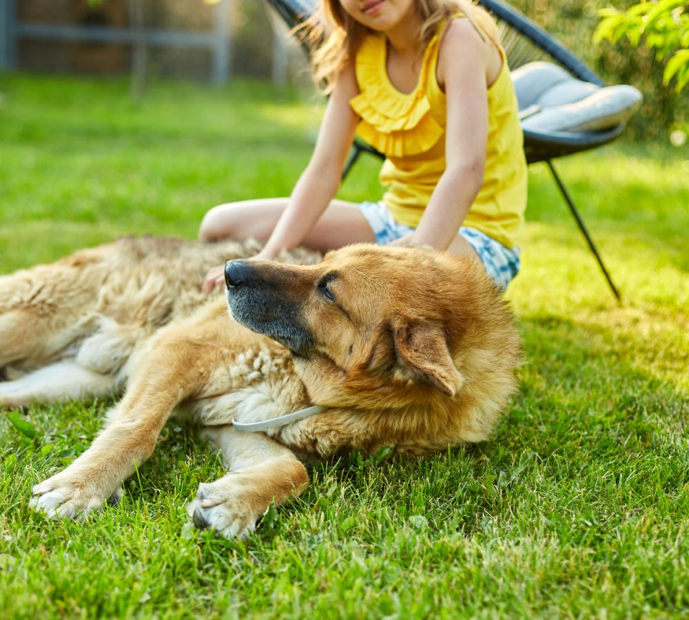 cute-girl-and-old-dog-enjoy-summer-day-on-the-gras-2023-02-21-03-48-38-utc