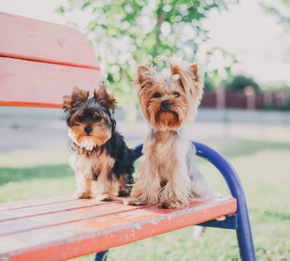 yorkshire-terrier-dog-close-up-portrait-miniature-2023-02-21-03-50-32-utc
