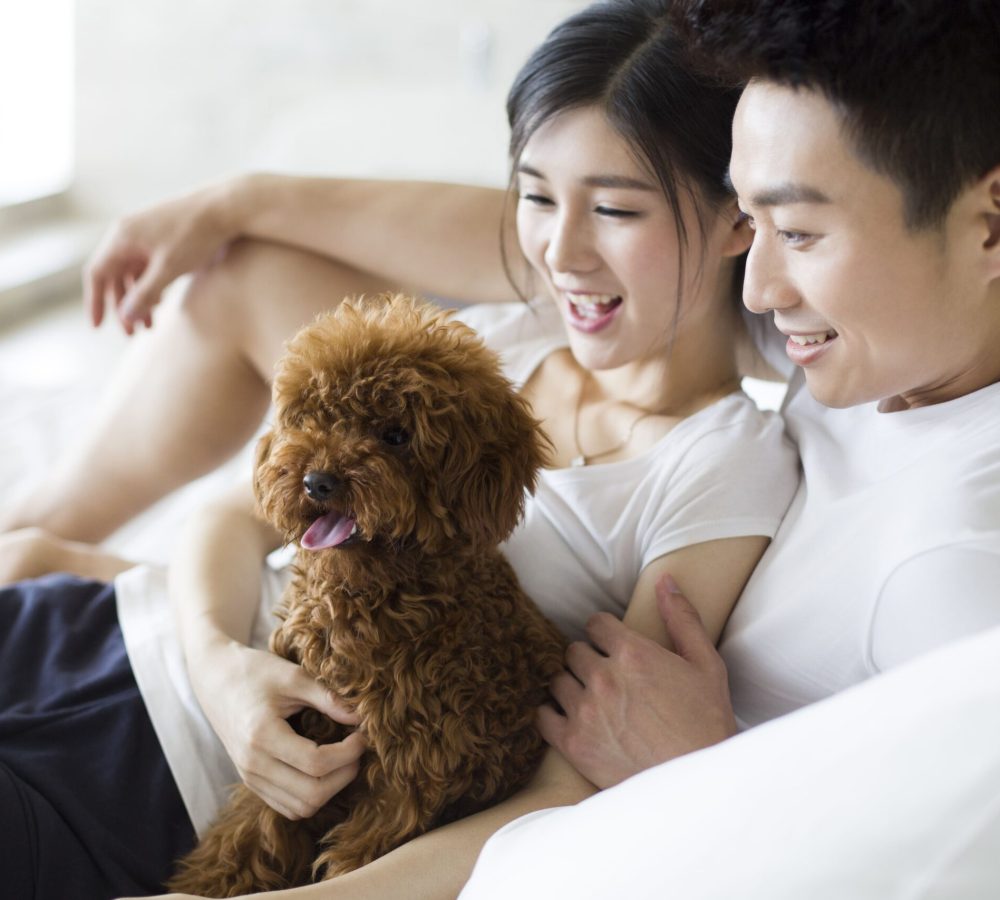 young-couple-playing-with-a-pet-poodle-at-home-2022-03-29-07-41-10-utc